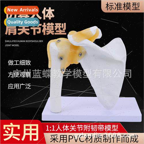 Functional shoulder joint model human bone model shoulder jo