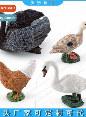 Poultry Chicken Duck Goose Scene Mute Swan Black Swan Hen Du