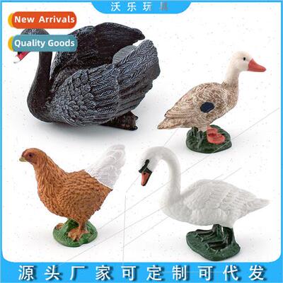 Poultry Chicken Duck Goose Scene Mute Swan Black Swan Hen Du