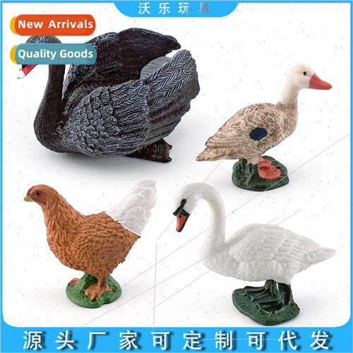 Poultry Chicken Duck Goose Scene Mute Swan Black Swan Hen Du
