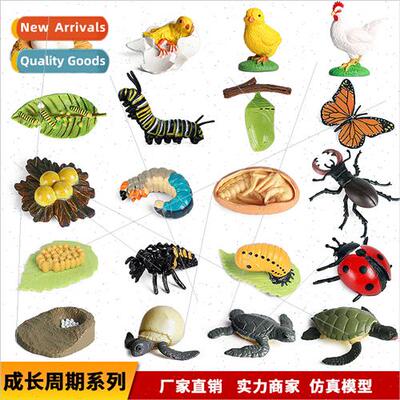 animal growth cycle model frog butterfly rooster ants turtle