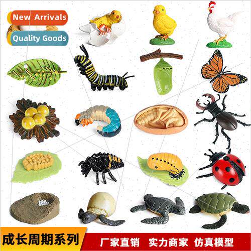 animal growth cycle model frog butterfly rooster ants turtle