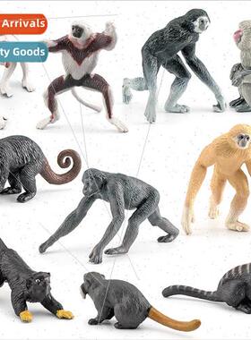 solid Japan macaque proboscis monkey marmosets gibbons other