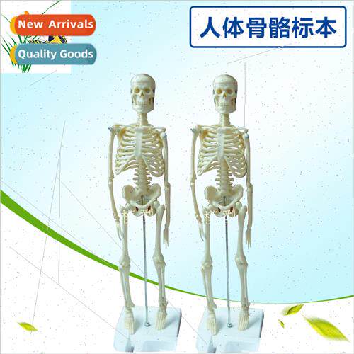 45CM Human Skeleton Model Medical Teaching Model Human Skele