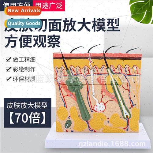 skin tissue structure enlarged model layers human body struc