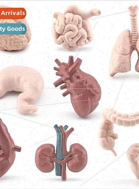 Human organs small intestine large intestine lungs brain hea