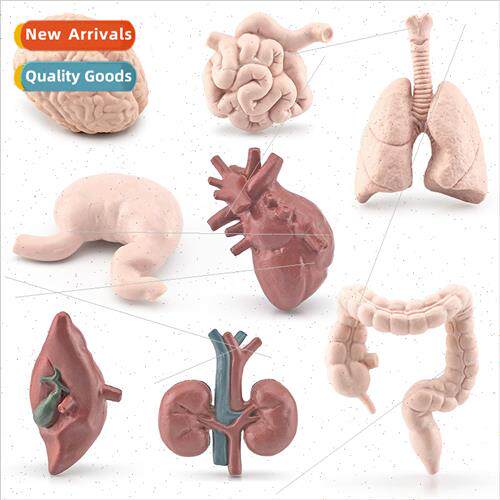 Human organs small intestine large intestine lungs brain hea
