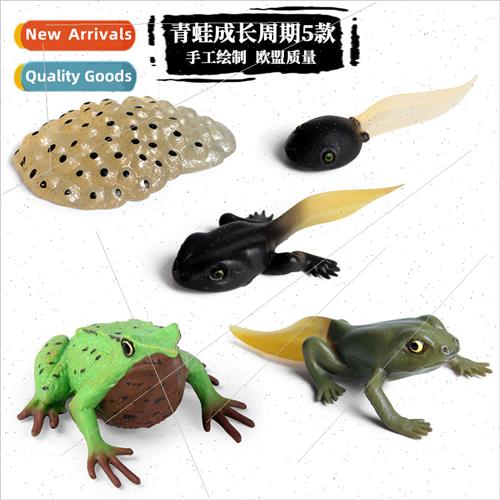 Toys simulation animal model frog tadpole growth ornament gr