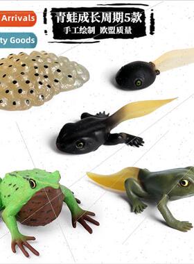 Toys simulation animal model frog tadpole growth ornament gr