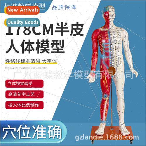 178CM human acupuncture model wh half muscle human acupunctu