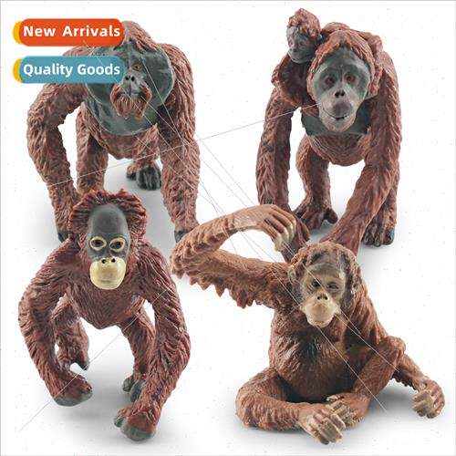 Wildlife Orangutan Model Children Cognive Borneo Orangutan S