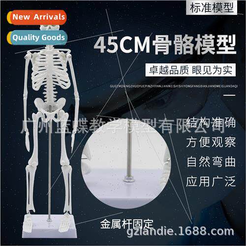45cm human bone structure model whole body skeleton mannequi