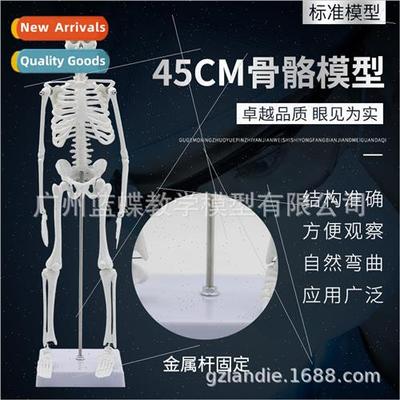 45cm human bone structure model whole body skeleton mannequi
