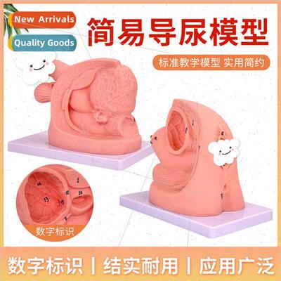 Male Internal External Reproductive Anatomy Model Advanced M
