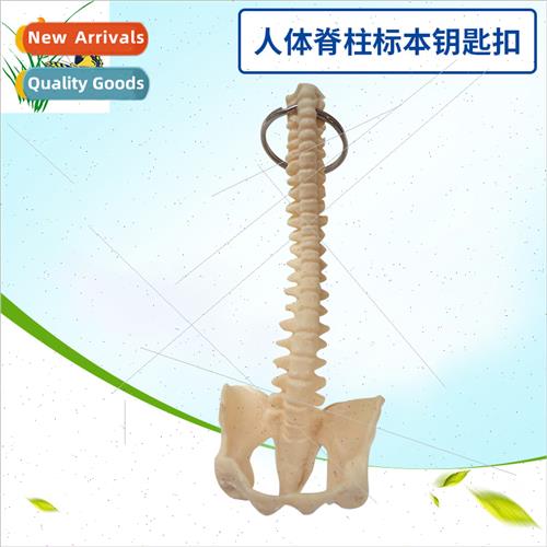 Human spine keychain Small spine model spine Human spine spe