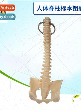 Human spine keychain Small spine model spine Human spine spe