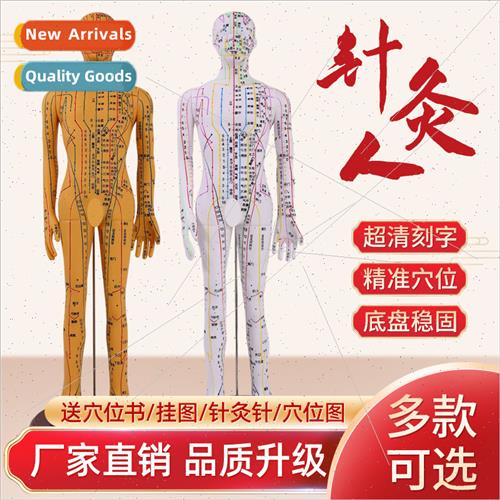 Acupuncture acupuncture point human body model meridian teac