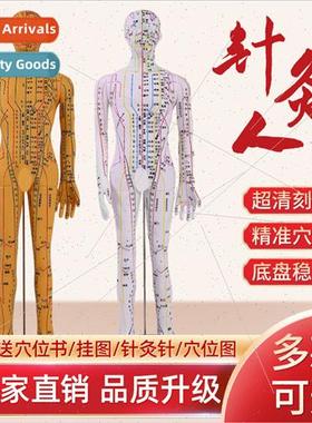 Acupuncture acupuncture point human body model meridian teac