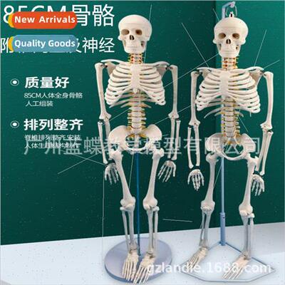 85cm Human Skeleton Model Spine Movable Teaching Skeleton Sk