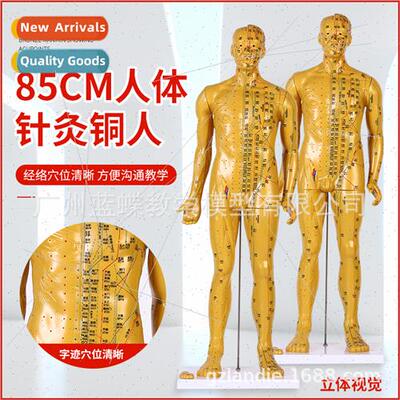 85CM acupuncture copper human human acupuncture model meridi