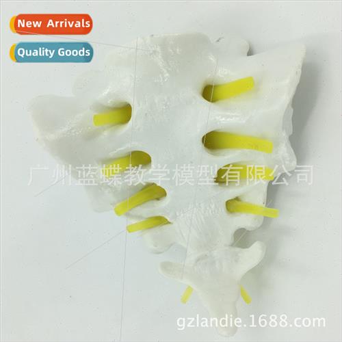 Sacrum Sternococcygeal Model Model Spine Spine Sacrum Sterno