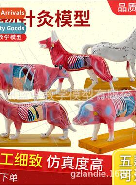 Animal Acupuncture Point Model Animal Anatomy Model Dog Cat