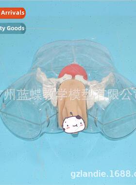 Medical care model Transparent male catheterization model El