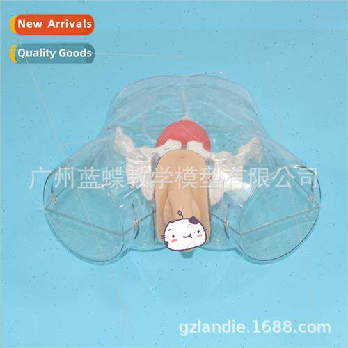 Medical care model Transparent male catheterization model El