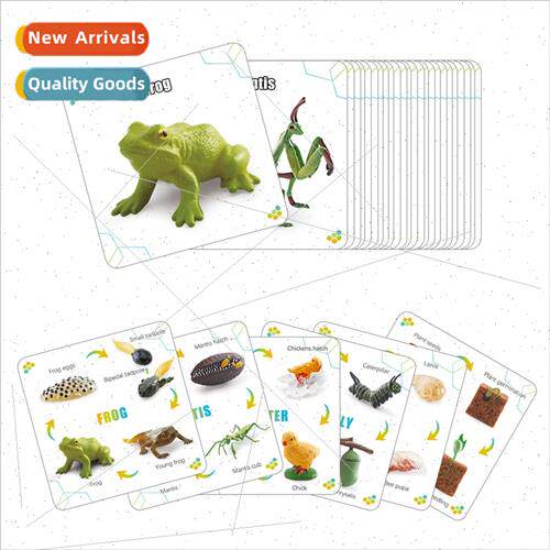 plant animal insect life growth cycle card growth process mo