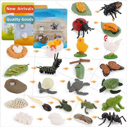 insect animal growth cycle model rooster ant butterfly bee l