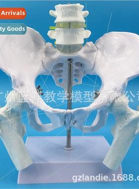 Natural large female pelvis wh two lumbar vertebrae model hi