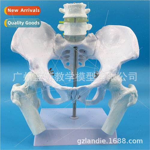 Natural large female pelvis wh two lumbar vertebrae model hi