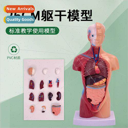 Human body model 28CM torso human viscera anatomy model medi