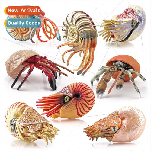 life herm crab nautilus model sandbox decoration desktop orn