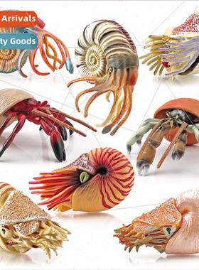 life herm crab nautilus model sandbox decoration desktop orn