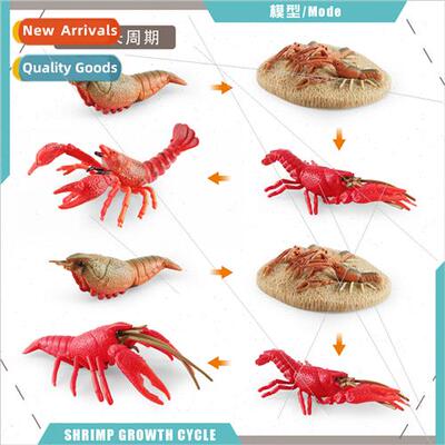 crayfish growth cycle model children science education crayf