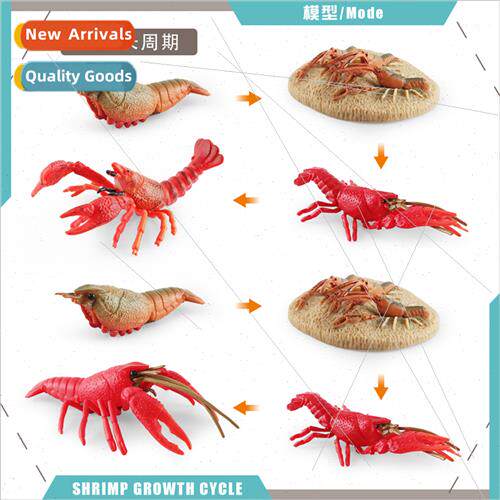 crayfish growth cycle model children science education crayf
