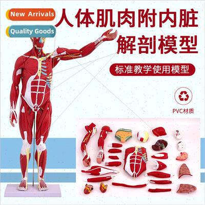 Human body whole body muscle anatomy wh internal organs mode