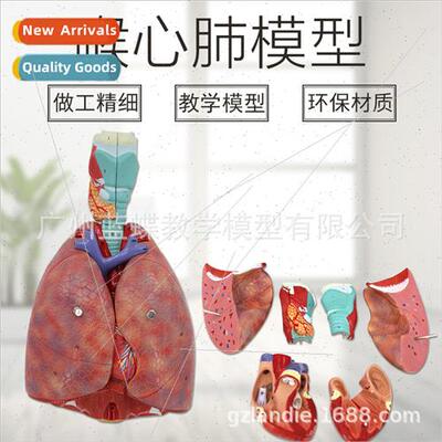 Laryngeal Heart ng Respiratory ng Laryngeal Anatomical Laryn