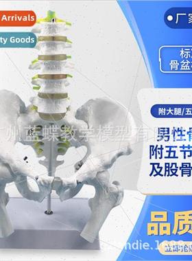 Human Pelvis Natural large male pelvis model wh five lumbar