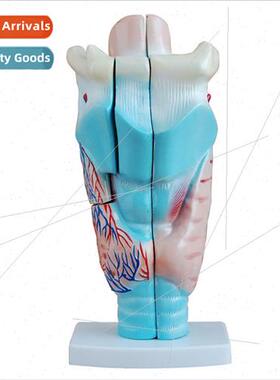 Anatomical model human larynx magnified 3 times available in