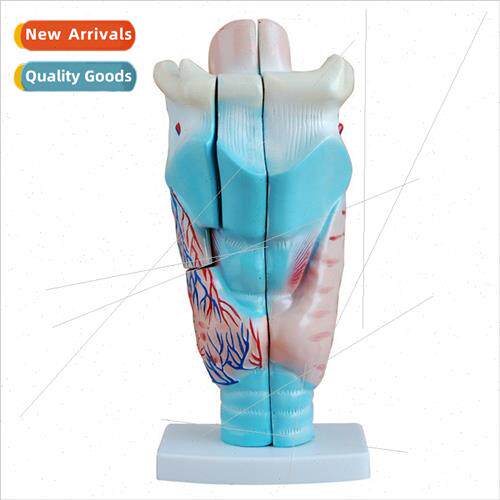 Anatomical model human larynx magnified 3 times available in