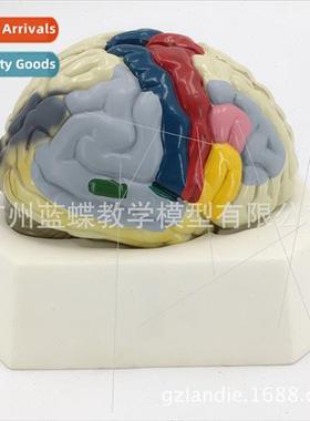 Cortical Functional Localization Model A18205 Anatomical mod
