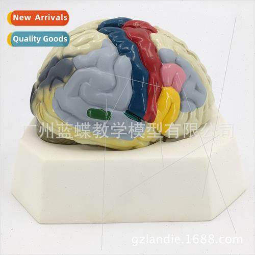 Cortical Functional Localization Model A18205 Anatomical mod