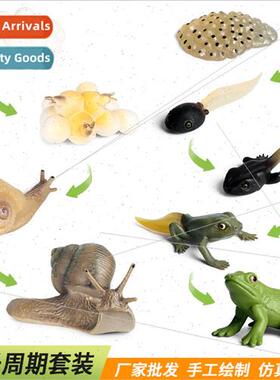 Science education solid insect animal growth cycle model sna