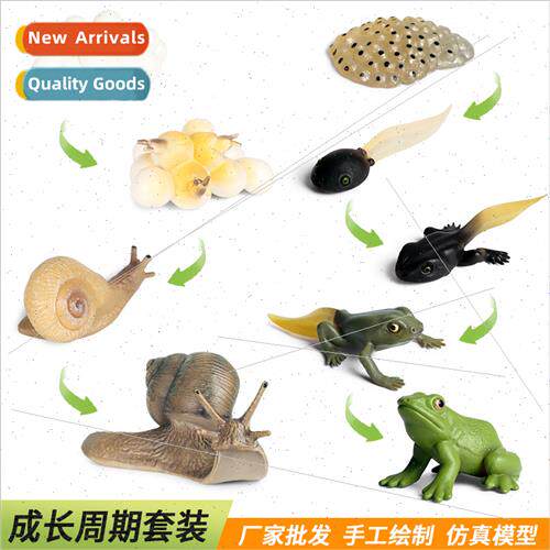 Science education solid insect animal growth cycle model sna