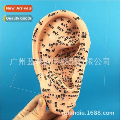 16CM Auricular Acupuncture Model Ear Reflex Zone Model Ear M