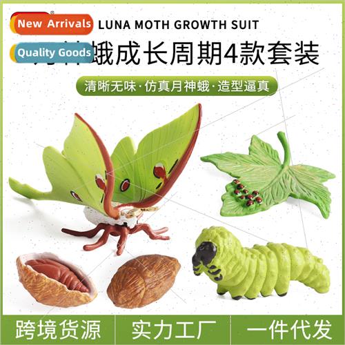 Insect Animal Growth Cycle Model na Moth Green Tail Moon Sha