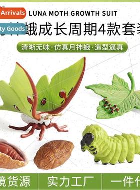 Insect Animal Growth Cycle Model na Moth Green Tail Moon Sha
