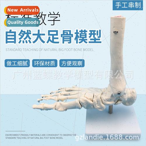 1:1 Foot Joint Model Foot Bone Model Foot Joint Foot Bone Fo